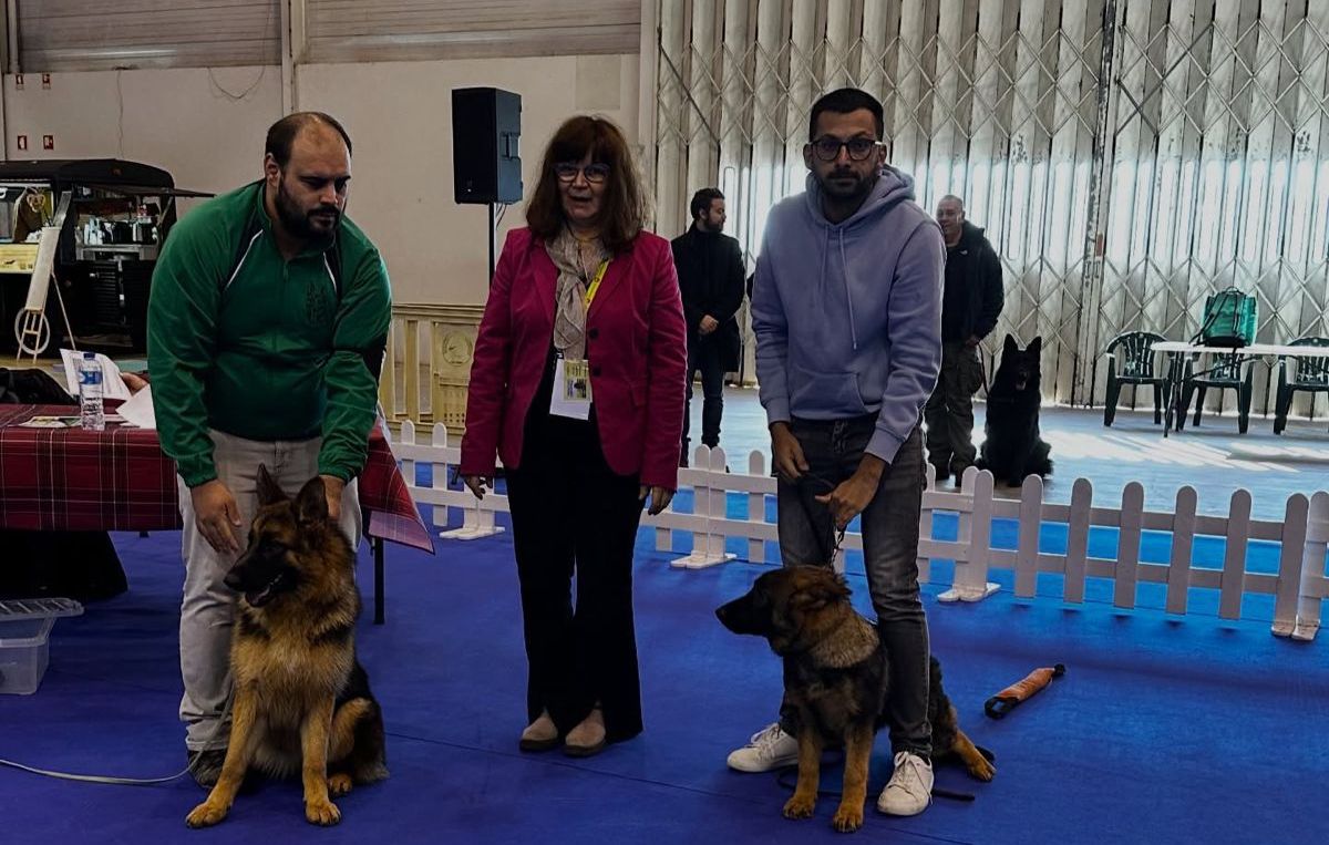 Mangualde: Gabby conquista título de Melhor Bebé na Exposição Canina Internacional de Santarém